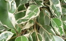 Ficus benjamina variegata
